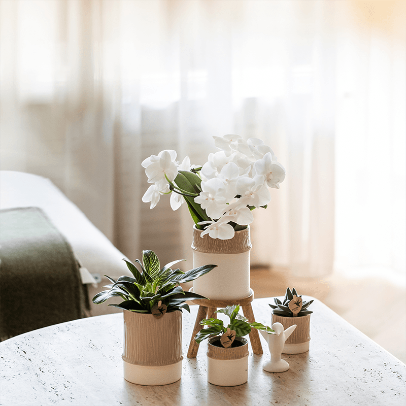 Pflanzenset Bamboo Weiß – weiße Amabilis Orchidee Ø9cm + Grünpflanze inkl. Keramik – Übertöpfe – blühende Zimmerpflanze frisch vom Züchter