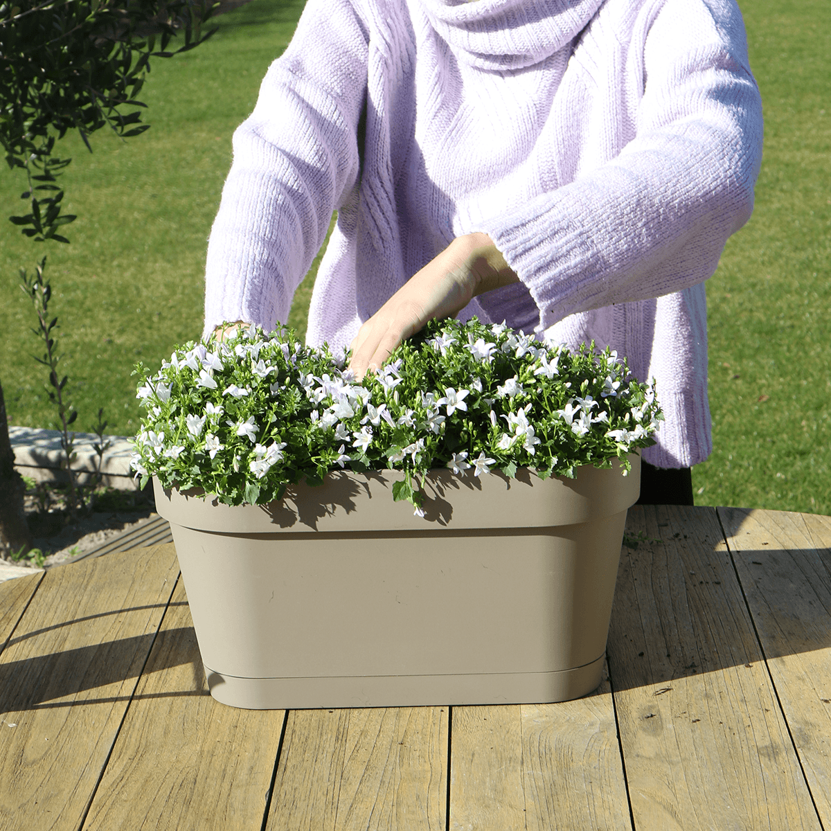 Campanula Addenda Ambella weiß 3er Set mit Balkonpflanzer taupe 36cm – Glockenblume weiß 12cm – inkl Aufhängesystem & Wasserreservoir