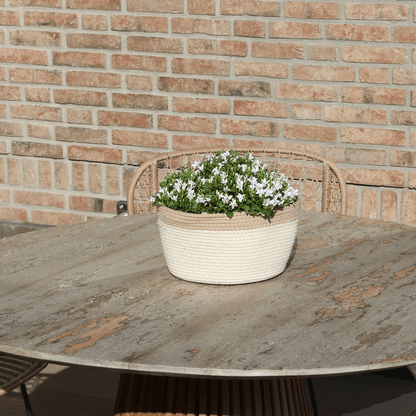 Campanula Addenda Ambella weiß 3er Set – Glockenblume weiß im Baumwollkorb mit Bewässerungsreservoir – Topfgröße 12cm