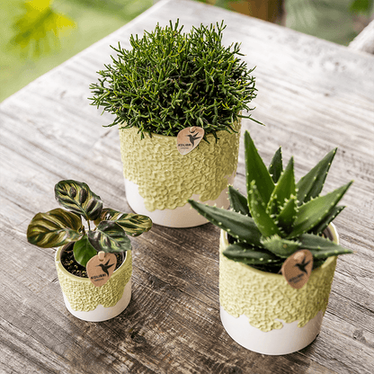 Ziertopf Bloom Green Ø9cm – Dekotopf in sanftem Grün mit Blütenrelief am Rand – kleiner Übertopf für Zimmerpflanzen, Ableger & Kräuter