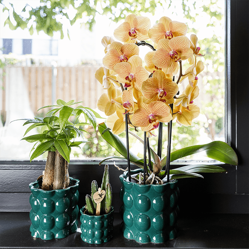 Übertopf Cotton Shine grün Ø6cm – Mini Blumentopf mit Blasenrelief – hochglänzender Retro – Übertopf im 70er – Design – Zimmerpflanzen
