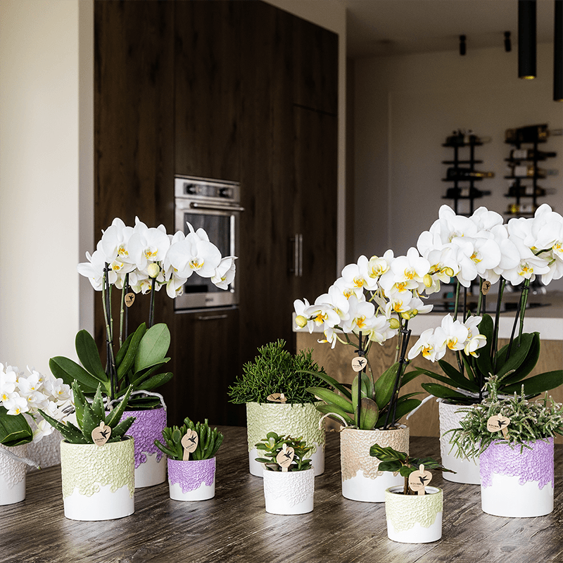 Ziertopf Bloom Green Ø9cm – Dekotopf in sanftem Grün mit Blütenrelief am Rand – kleiner Übertopf für Zimmerpflanzen, Ableger & Kräuter