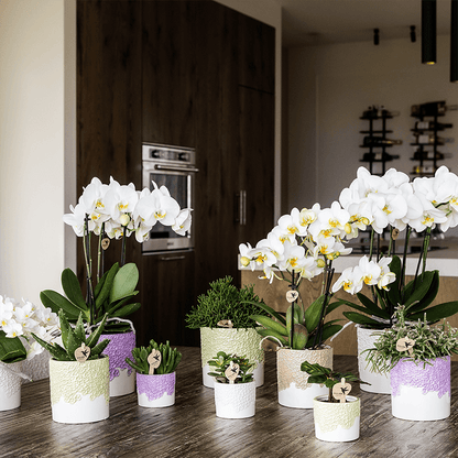 Ziertopf Bloom Sand Ø9cm – Dekotopf in Sandton mit Blütenrelief am Rand – kleiner Übertopf für Zimmerpflanzen, Ableger & Kräuter