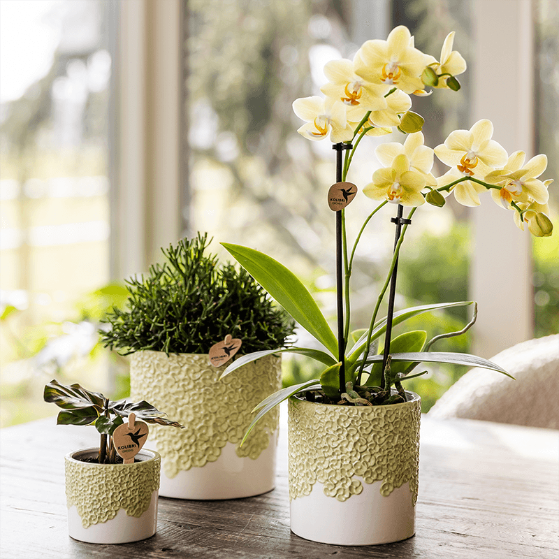 Ziertopf Bloom Green Ø9cm – Dekotopf in sanftem Grün mit Blütenrelief am Rand – kleiner Übertopf für Zimmerpflanzen, Ableger & Kräuter