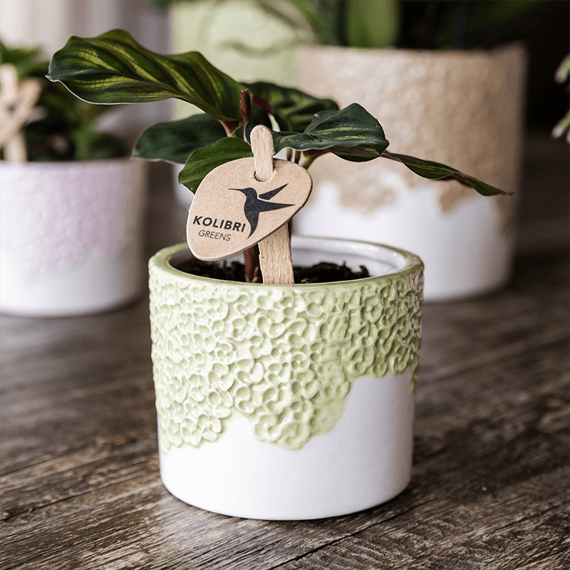 Ziertopf Bloom Green Ø9cm – Dekotopf in sanftem Grün mit Blütenrelief am Rand – kleiner Übertopf für Zimmerpflanzen, Ableger & Kräuter