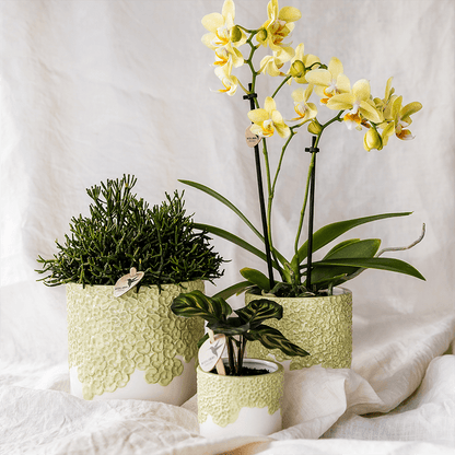 Ziertopf Bloom Green Ø9cm – Dekotopf in sanftem Grün mit Blütenrelief am Rand – kleiner Übertopf für Zimmerpflanzen, Ableger & Kräuter