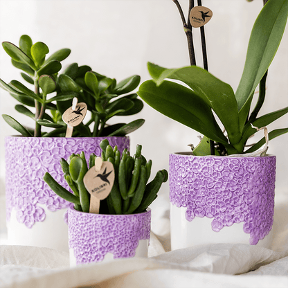 Violette Vienna Orchidee im Bloom Übertopf Ø9cm – blühende Zimmerpflanze frisch vom Züchter – kompakte Orchidee mit 2-3 kräftigen Stielen