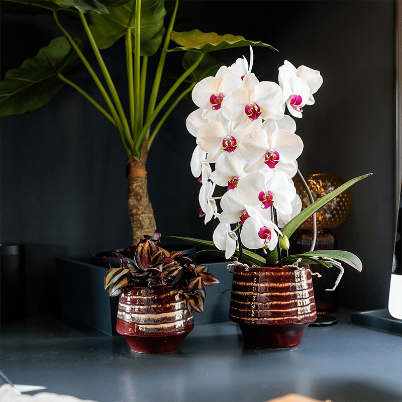 Übertopf Moonstone Burgundy Ø12cm – eleganter Keramik Blumentopf in Burgundrot – fein geschichtete Glasur mit dezentem Glanz