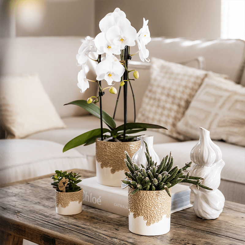Ziertopf Bloom Sand Ø9cm – Dekotopf in Sandton mit Blütenrelief am Rand – kleiner Übertopf für Zimmerpflanzen, Ableger & Kräuter