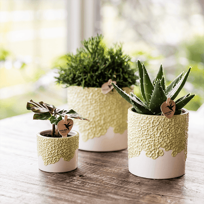 Ziertopf Bloom Green Ø9cm – Dekotopf in sanftem Grün mit Blütenrelief am Rand – kleiner Übertopf für Zimmerpflanzen, Ableger & Kräuter