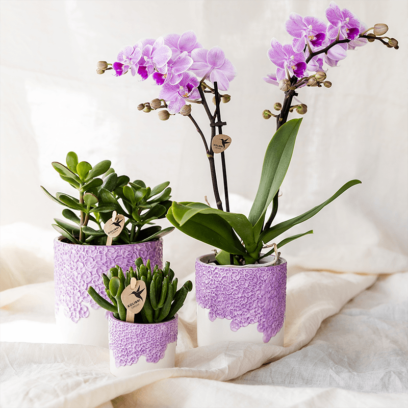 Violette Vienna Orchidee im Bloom Übertopf Ø9cm – blühende Zimmerpflanze frisch vom Züchter – kompakte Orchidee mit 2-3 kräftigen Stielen