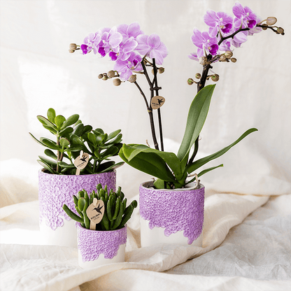 Violette Vienna Orchidee im Bloom Übertopf Ø9cm – blühende Zimmerpflanze frisch vom Züchter – kompakte Orchidee mit 2-3 kräftigen Stielen