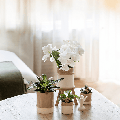 Pflanzenset Bamboo Weiß – weiße Amabilis Orchidee Ø9cm + Grünpflanze inkl. Keramik – Übertöpfe – blühende Zimmerpflanze frisch vom Züchter