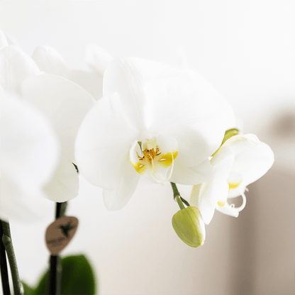 Pflanzenset Bamboo Weiß – weiße Amabilis Orchidee Ø9cm + Grünpflanze inkl. Keramik – Übertöpfe – blühende Zimmerpflanze frisch vom Züchter