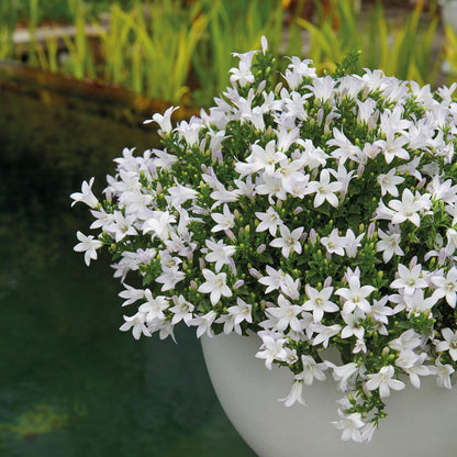 Campanula Addenda Ambella weiß 6er Set – Glockenblume weiß Topfgröße 12cm – winterhart, lang blühend – Bodendecker für ca.1m²