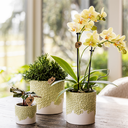 Ziertopf Bloom Green Ø9cm – Dekotopf in sanftem Grün mit Blütenrelief am Rand – kleiner Übertopf für Zimmerpflanzen, Ableger & Kräuter