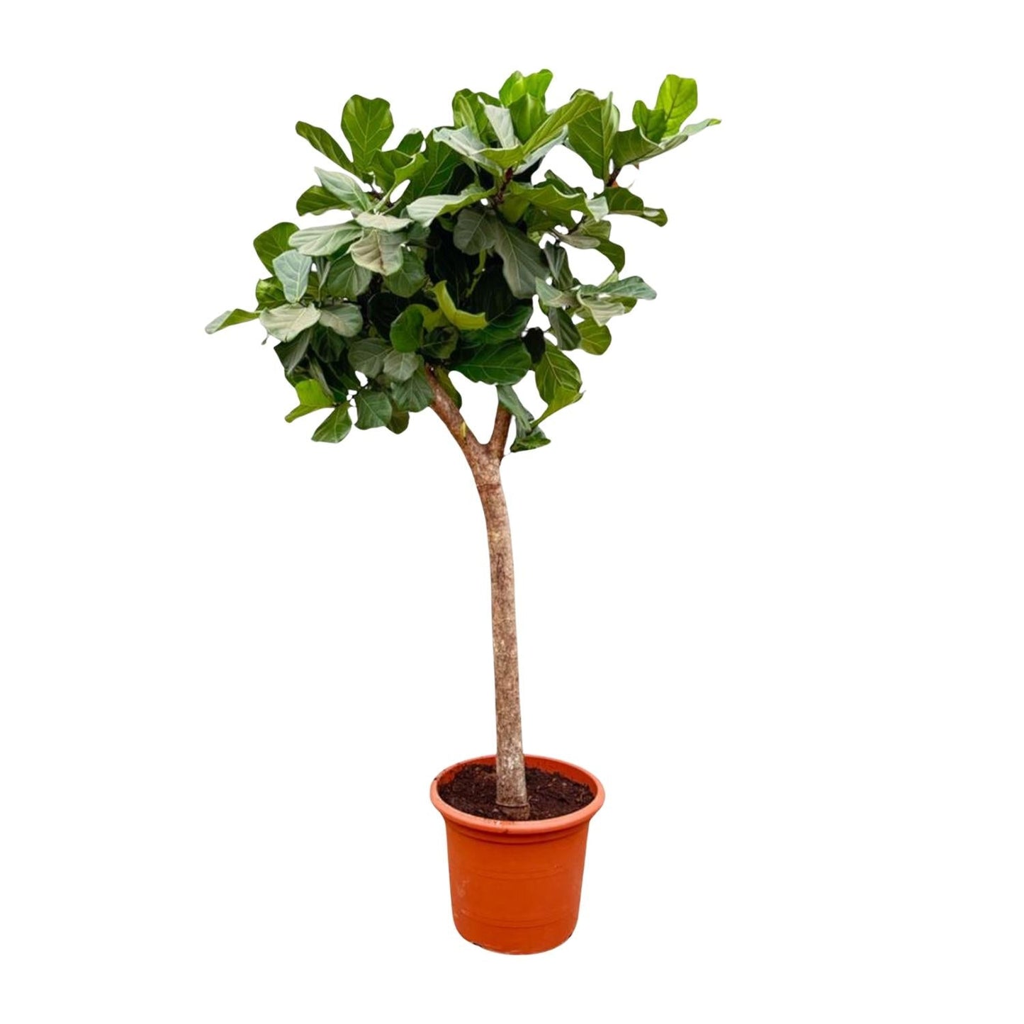 Ficus Lyrata Baum XXL 230cm – Geigenfeige Zimmerpflanze extra groß – Ø40-45cm – große glänzende Blätter – ideal für Wohnzimmer & Büro – pflegeleicht, luftiges Raumgrün