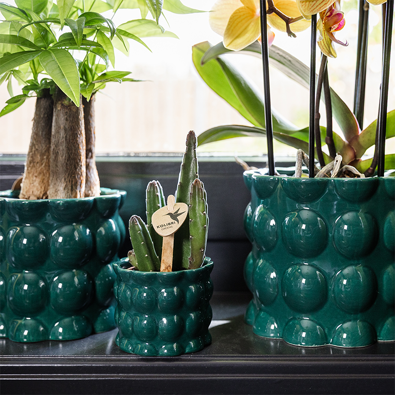 Übertopf Cotton Shine grün Ø6cm – Mini Blumentopf mit Blasenrelief – hochglänzender Retro-Übertopf im 70er-Design – Pflanzenübertopf für Sukkulenten, Kakteen & Mini-Zimmerpflanzen