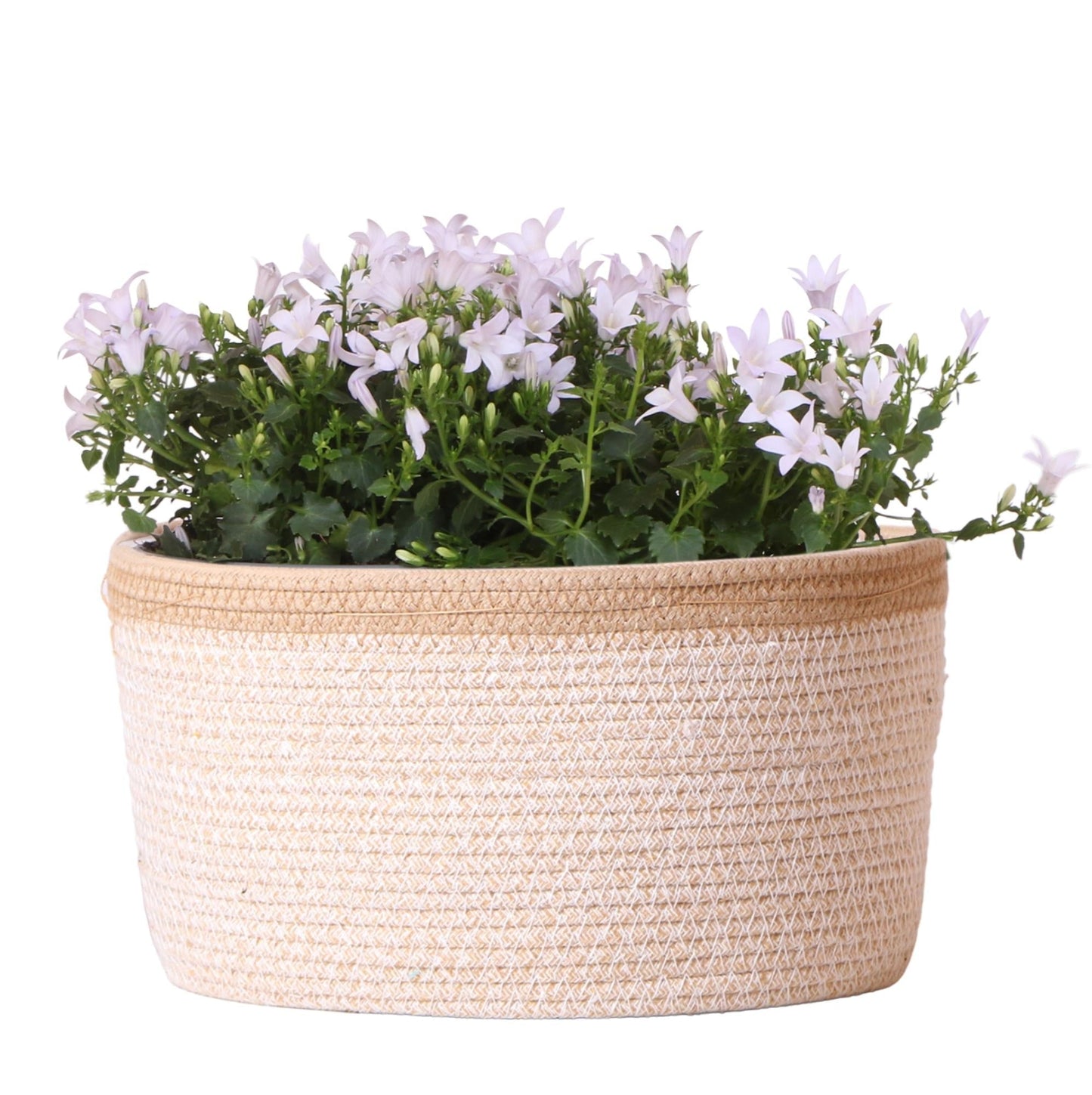 Campanula Addenda Ambella weiß 3er Set – Glockenblume weiß im Baumwollkorb mit Bewässerungsreservoir – Topfgröße 12cm
