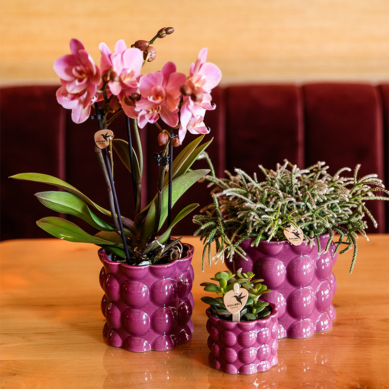 Übertopf Cotton Shine lila Ø6cm – Mini Blumentopf mit Blasenrelief – hochglänzender Retro-Übertopf im 70er-Design – Pflanzenübertopf für Sukkulenten, Kakteen & Mini-Zimmerpflanzen