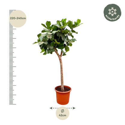 Ficus Lyrata Baum XXL 230cm – Geigenfeige Zimmerpflanze extra groß – Ø40-45cm – große glänzende Blätter – ideal für Wohnzimmer & Büro – pflegeleicht, luftiges Raumgrün