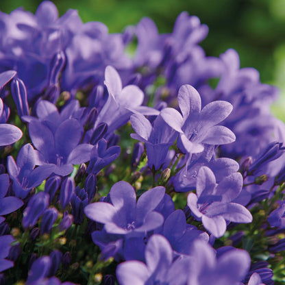 Campanula Addenda Ambella lila 12er Set – Glockenblume violett 12cm – winterhart, lang blühend – Bodendecker für ca.1m²