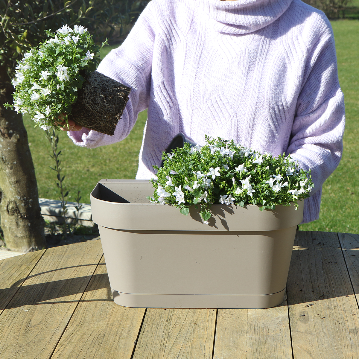 Campanula Addenda Ambella weiß 3er Set mit Balkonpflanzer taupe 36cm – Glockenblume weiß 12cm – inkl Aufhängesystem & Wasserreservoir