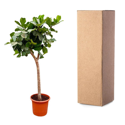 Ficus Lyrata Baum XXL 230cm – Geigenfeige Zimmerpflanze extra groß – Ø40-45cm – große glänzende Blätter – ideal für Wohnzimmer & Büro – pflegeleicht, luftiges Raumgrün