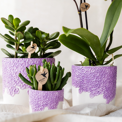 Violette Vienna Orchidee im Bloom Übertopf Ø9cm – blühende Zimmerpflanze frisch vom Züchter – kompakte Orchidee mit 2-3 kräftigen Stielen