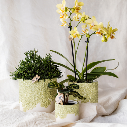 Ziertopf Bloom Green Ø9cm – Dekotopf in sanftem Grün mit Blütenrelief am Rand – kleiner Übertopf für Zimmerpflanzen, Ableger & Kräuter