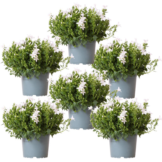 Campanula Addenda Ambella weiß 6er Set – Glockenblume weiß Topfgröße 12cm – winterhart, lang blühend – Bodendecker für ca.1m² – für Beet, Kübel, Balkonkasten & Blumenampel