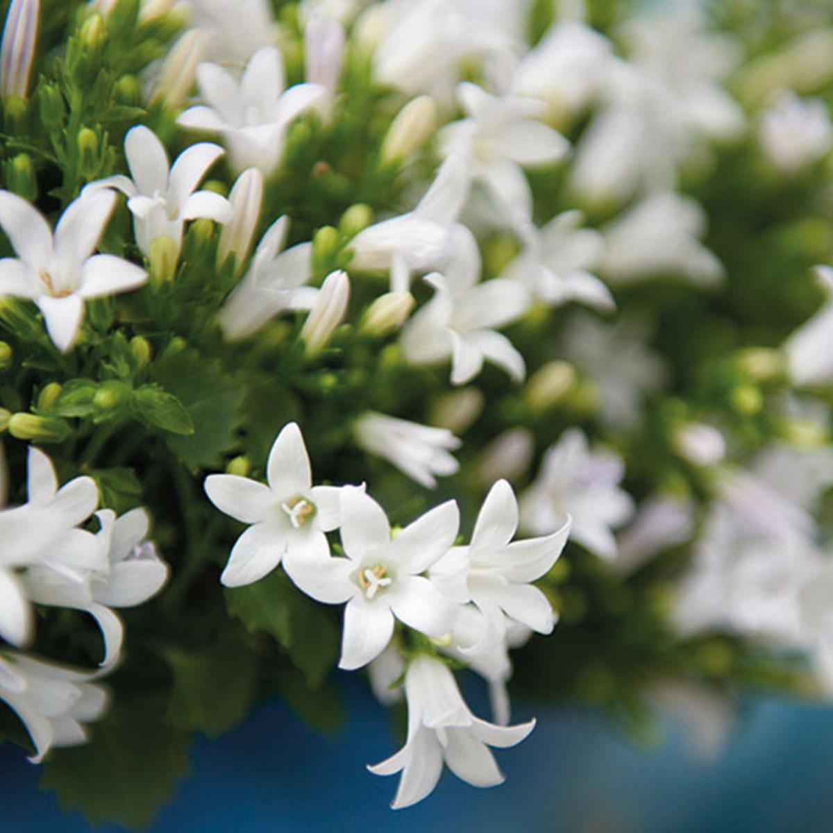 Campanula Addenda Ambella weiß 12er Set – Glockenblume weiß Topfgröße 12cm – winterhart, lang blühend – Bodendecker für ca.2m²