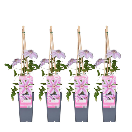 Waldrebe - Clematis 'Nelly Moser' –  4 Pflanzen - Kletterpflanze – Ø15 cm – Ca. 65 cm hoch – Zweifach blühend – Weiße Blüten mit rosa Streifen – Für Zaun, Pergola & Spalier