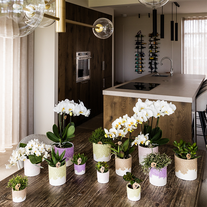 Ziertopf Bloom Green Ø9cm – Dekotopf in sanftem Grün mit Blütenrelief am Rand – kleiner Übertopf für Zimmerpflanzen, Ableger & Kräuter