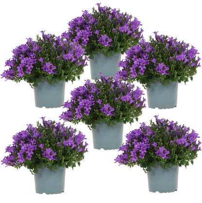 Campanula Addenda Ambella lila 6er Set – Glockenblume violett Topfgröße 12cm – winterhart, lang blühend – Bodendecker für ca.1m² – für Beet, Kübel, Balkonkasten & Blumenampel