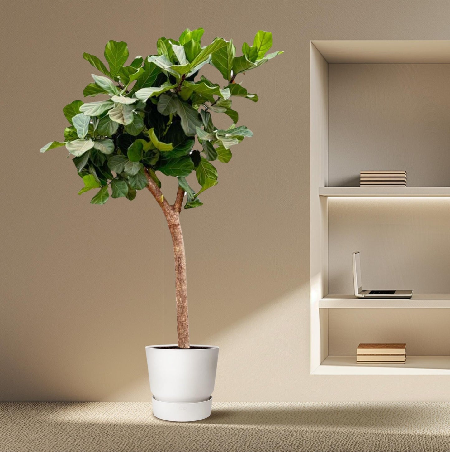 Ficus Lyrata Baum XXL 230cm – Geigenfeige Zimmerpflanze extra groß – Ø40-45cm – große glänzende Blätter – ideal für Wohnzimmer & Büro – pflegeleicht, luftiges Raumgrün