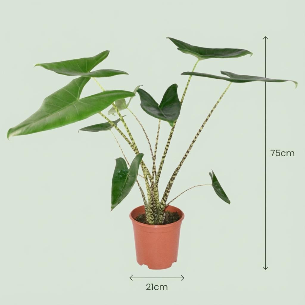 Alocasia Zebrina Elefantenohr Zimmerpflanze 70-75cm – 21cm inkl weißem Übertopf – Zebra – Stiele & große herzförmige Blätter
