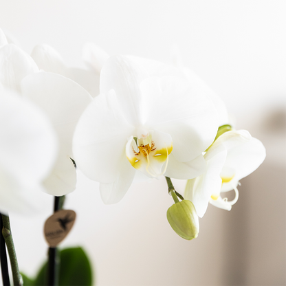 Pflanzenset Bamboo Weiß – weiße Amabilis Orchidee Ø9cm + Grünpflanze inkl. Keramik – Übertöpfe – blühende Zimmerpflanze frisch vom Züchter