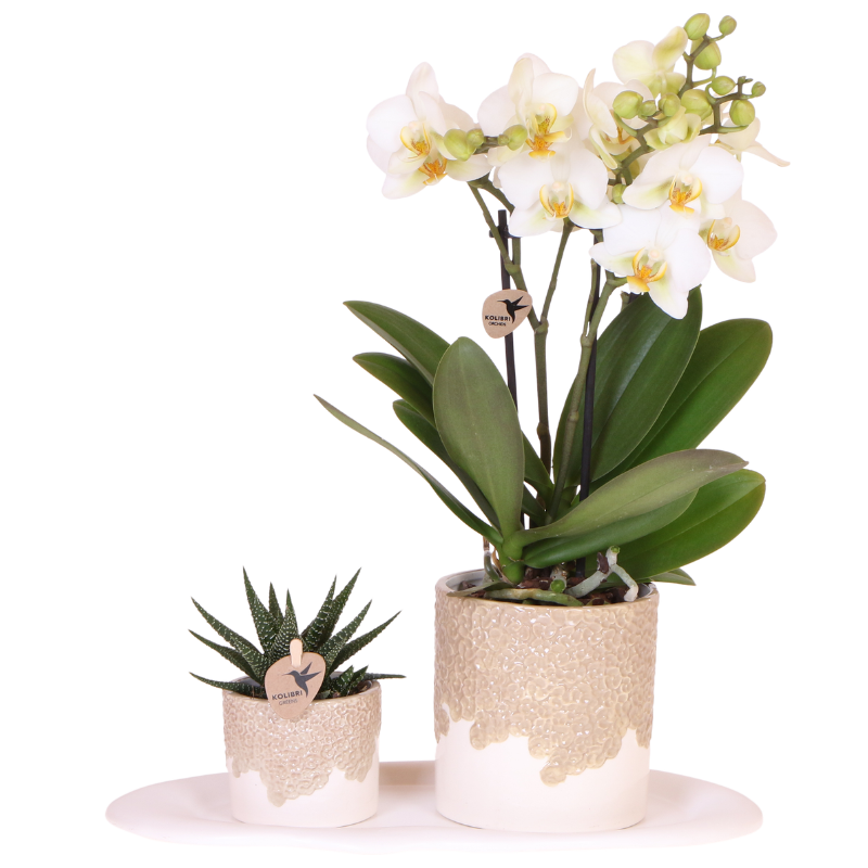 Geschenkset Bloom Sand – Weiße Lausanne Orchidee Ø9cm + Grünpflanze Ø6cm – Übertöpfe in Sandoptik mit Blütenrelief + weißes ovales Tablett – frische Zimmerpflanzen vom Züchter