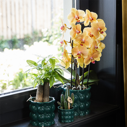 Übertopf Cotton Shine grün Ø12cm – Blumentopf mit Blasenrelief – hochglänzender Retro-Übertopf im 70er-Design – Pflanzenübertopf für Zimmerpflanzen, Sukkulenten & Kakteen