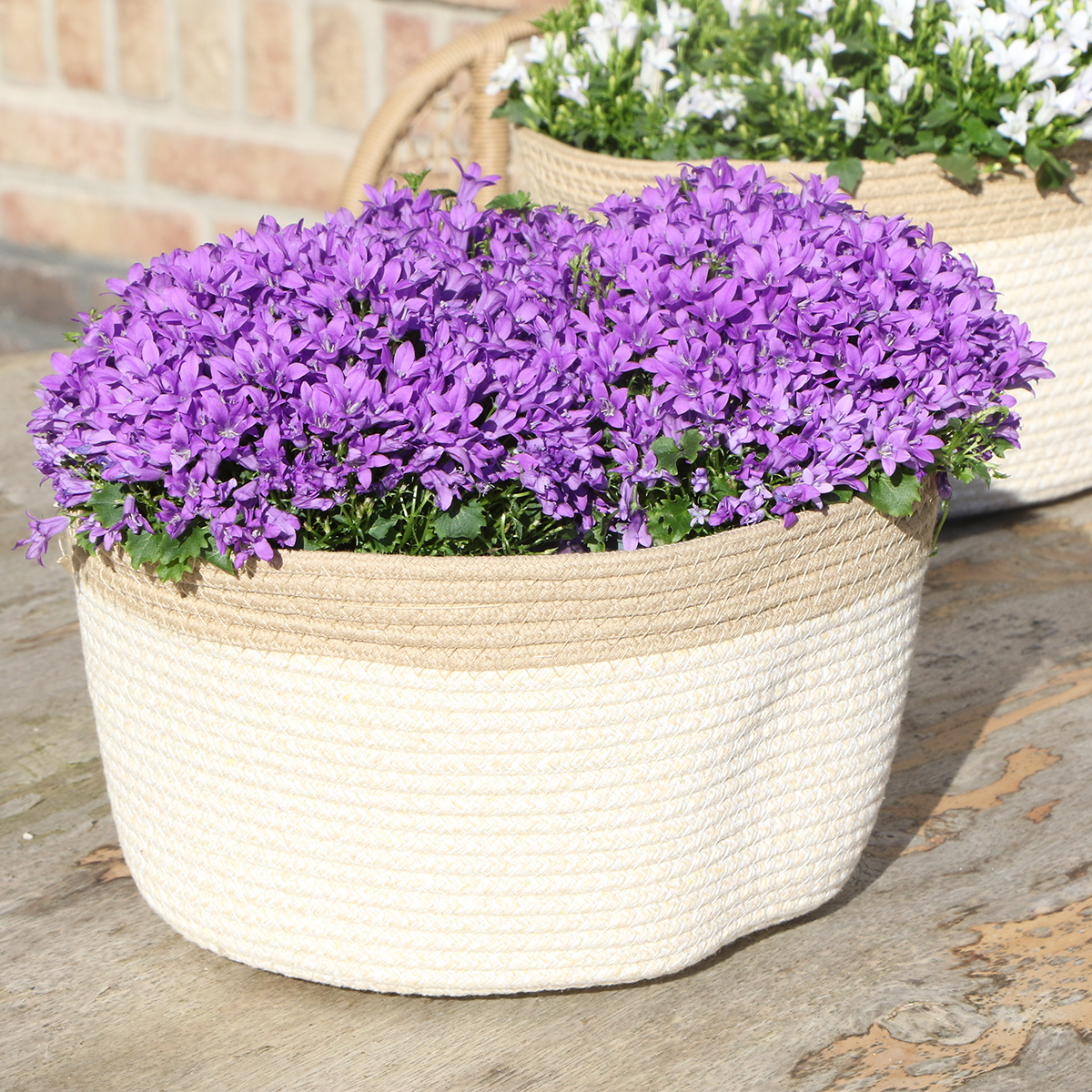 Campanula Addenda Ambella Intense Purple 3er Set – Glockenblume lila im Baumwollkorb mit Bewässerungsreservoir – Topfgröße 12cm