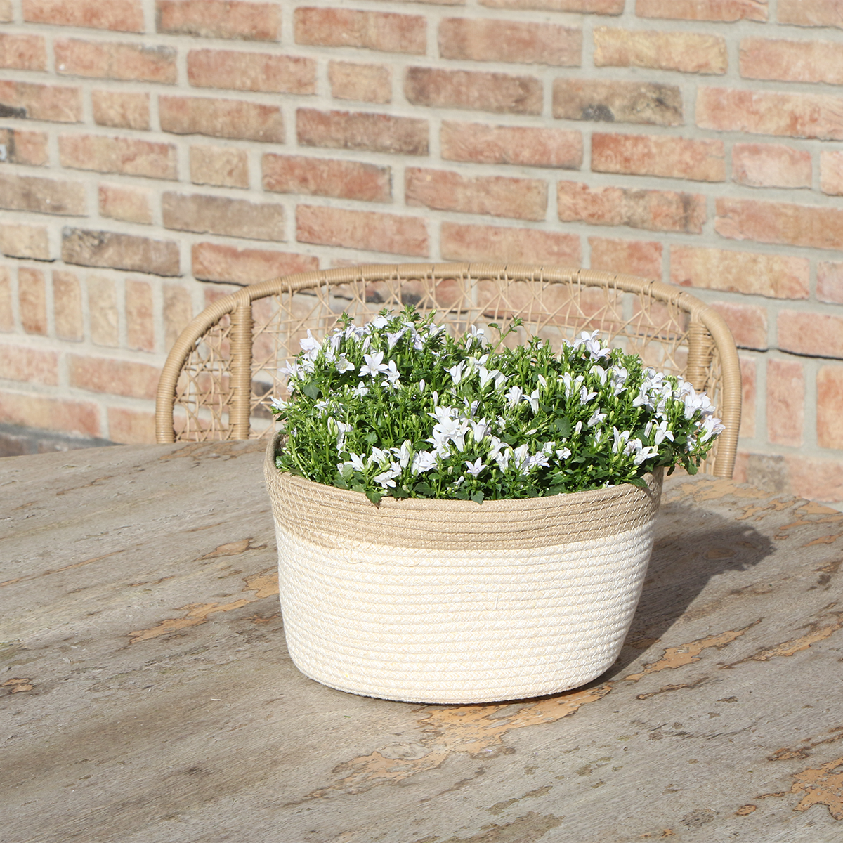 Campanula Addenda Ambella weiß 3er Set – Glockenblume weiß im Baumwollkorb mit Bewässerungsreservoir – Topfgröße 12cm