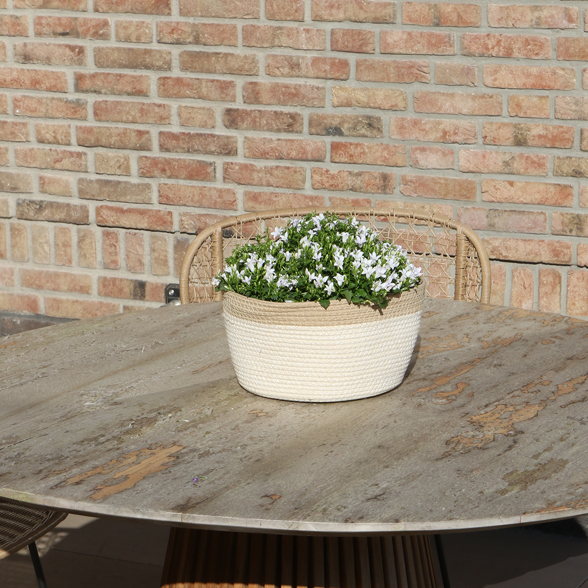 Campanula Addenda Ambella weiß 3er Set – Glockenblume weiß im Baumwollkorb mit Bewässerungsreservoir – Topfgröße 12cm