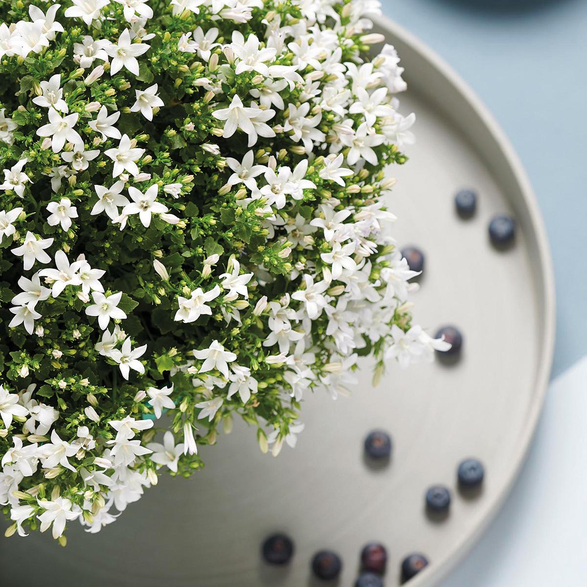 Campanula Addenda weiß 12cm – winterharte mehrjährige Glockenblume – Wuchshöhe ca.20-30cm – pflegeleicht