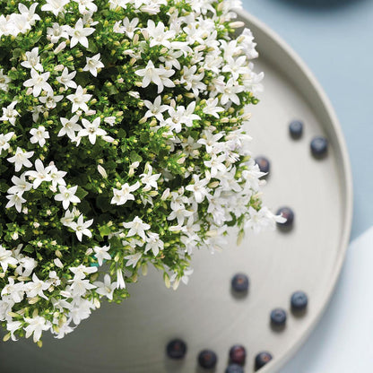 Campanula Addenda weiß 12cm – winterharte mehrjährige Glockenblume – Wuchshöhe ca.20-30cm – pflegeleicht