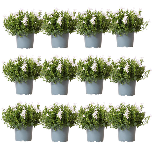 Campanula Addenda Ambella weiß 12er Set – Glockenblume weiß Topfgröße 12cm – winterhart, lang blühend – Bodendecker für ca.2m² – für Beet, Kübel, Balkonkasten & Hängekorb