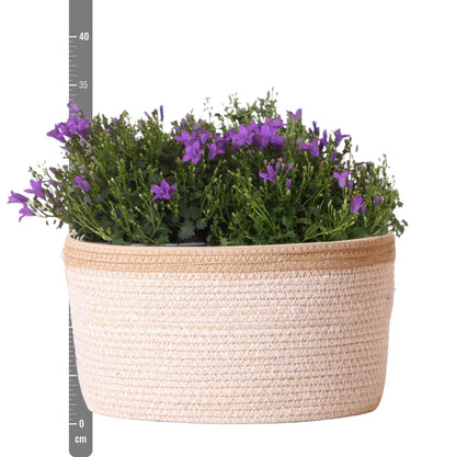 Campanula Addenda Ambella Intense Purple 3er Set – Glockenblume lila im Baumwollkorb mit Bewässerungsreservoir – Topfgröße 12cm
