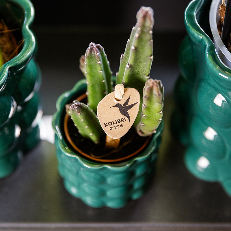 Übertopf Cotton Shine grün Ø6cm – Mini Blumentopf mit Blasenrelief – hochglänzender Retro-Übertopf im 70er-Design – Pflanzenübertopf für Sukkulenten, Kakteen & Mini-Zimmerpflanzen