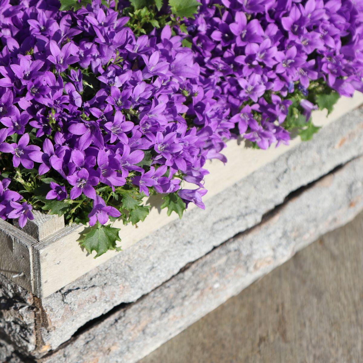 Campanula Addenda Ambella lila 6er Set – Glockenblume violett Topfgröße 12cm – winterhart, lang blühend – Bodendecker für ca.1m² – für Beet, Kübel, Balkonkasten & Blumenampel