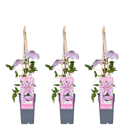 Waldrebe - Clematis Nelly Moser – 3 Pflanzen - Zweimal blühende Kletterpflanze mit weißen Blüten – Ø15 cm Topf – Ca. 65 cm hoch – Blüte Mai–Juni & Juli–September